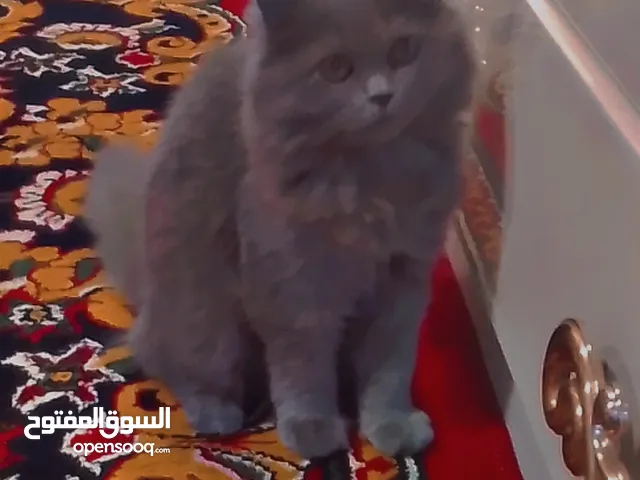 قطه انثى شانشلا لون رصاصي عمر اربع اشهر ونص لعوبه وشعر كثيف ودبدوبه