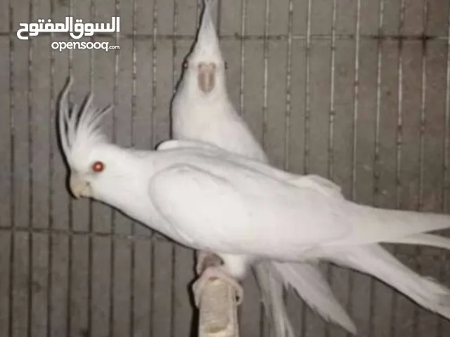 متاح جوز البينو عين حمرا جامبو ثوب كامل تحته فرخ