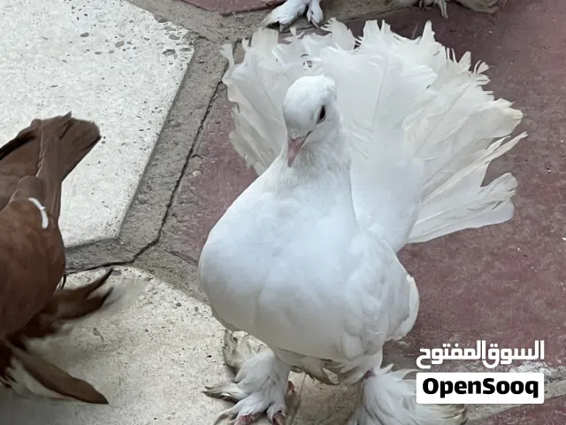 زوج هنادي وتك احمر وابيض
