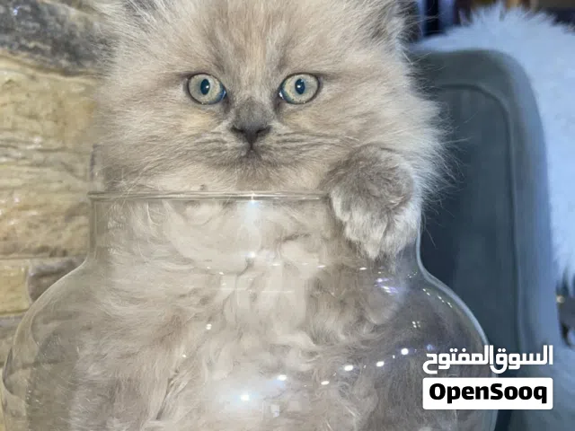 هملاياااااا للبيع