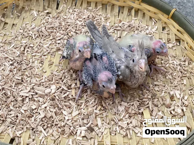 فروخ كوكتيل