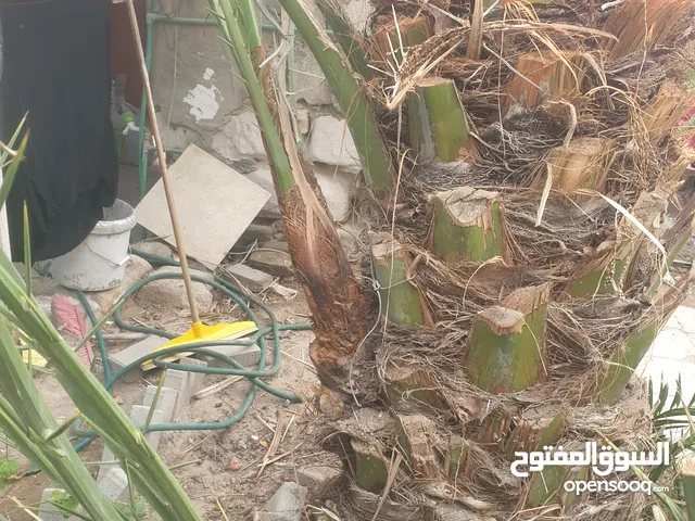 فسائل نخيل برحي للبيع كبار العمر تقريبا 6 سنوات