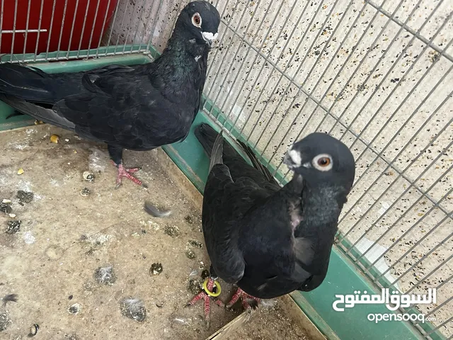 بولندي جوز شغال