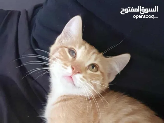 طاوله خشب زان ثقيله كراسي جلد ولا خدش