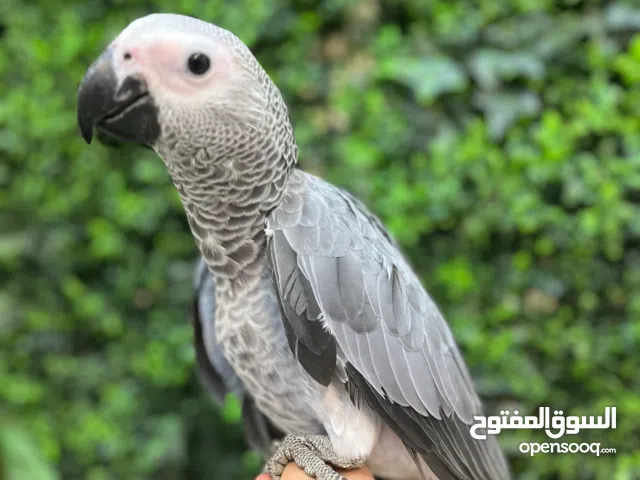 Super Tamed African Grey Baby – Extremely Friendly & Smart  ببغاء إفريقي رمادي مروض جداً – لطيف وذك