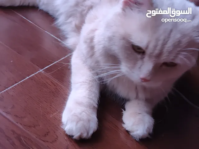 قط للتبني فقط تعال واستلمه cat for adoption