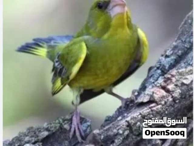 موجود 3 جوز خضر ترابي مطير ليهم عندي سنه