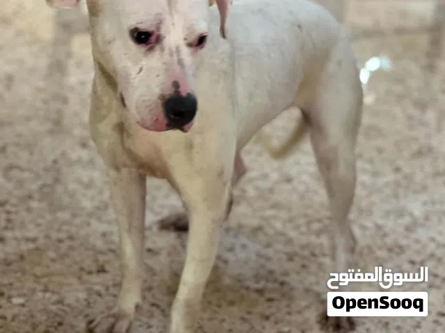 دوقر ارجنتيني 6شهور