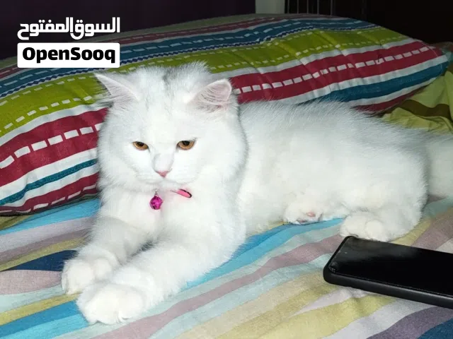 Pure Persian Female Kitten  – 5 Months Old  Fully Vaccinated & Passport Ready