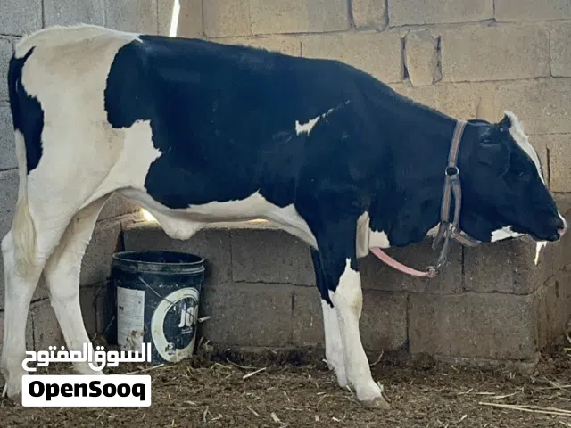 بجر استرالي نوعية حلوة ترهم مال جني ورباط عمرها 5 اشهر توها مفطومة ومبينه بل فيديو شكلها وضرعها