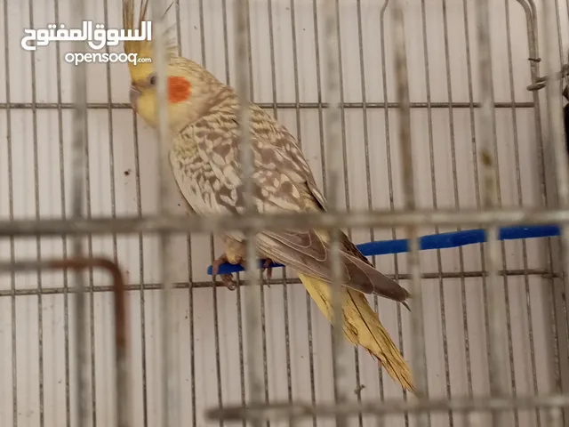 كوكتيل ازابيل