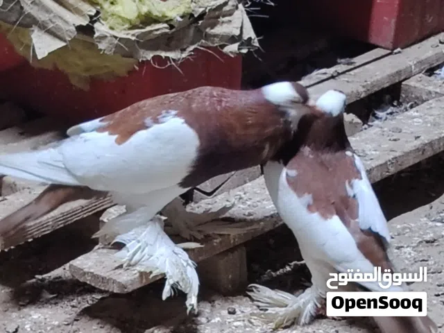 السلام عليكم  مطلوب مطلوب مطلوب  حمام نفاخ فحله كبار جاهزات مشروطات العدد 2 واحد احمر والثاني اصفر