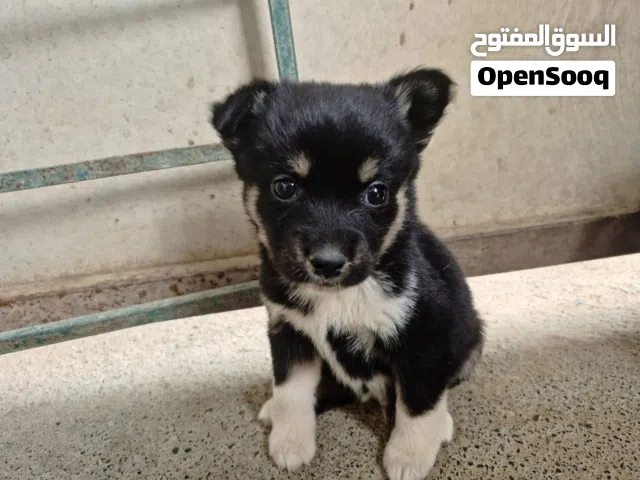 جراوى فرنساوى حجم وسط