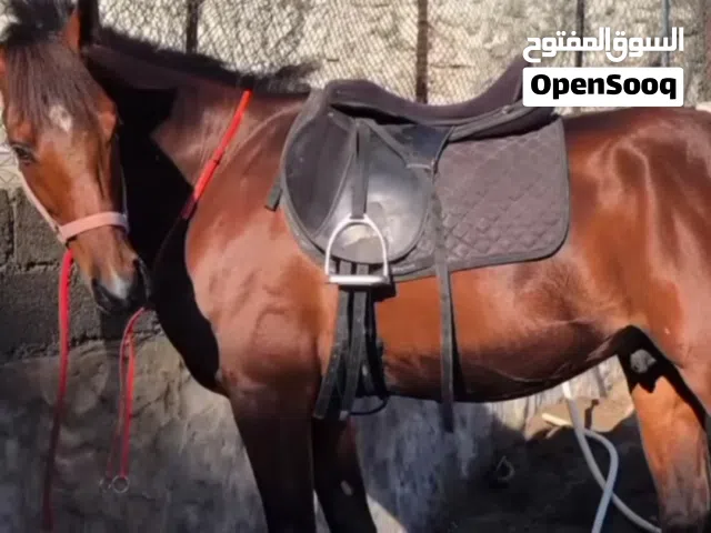حصان عربي سلاله ريس