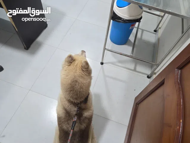 كلبه هاسكي حامل للبيع