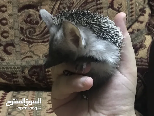 قنفذ اليف .. Baby Hedgehog عمر 9 اسابيع