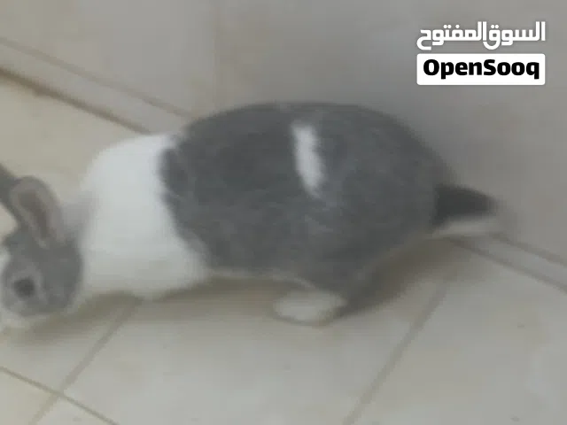 أرنب ذكر كبير