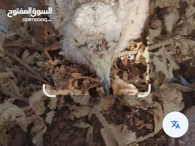 فرخ طاءر الكروان للبيع