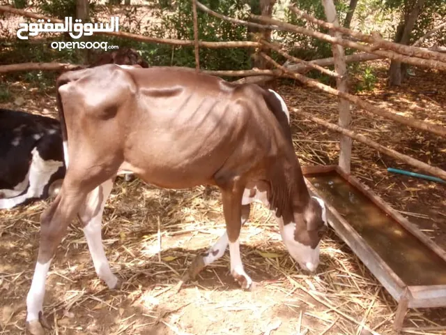 جاموس حلوب أنثى مع بنتها