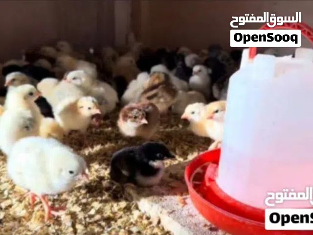 متاح صيصان بلدي بصلاة على النبي العمر سبوعين موجود كميات