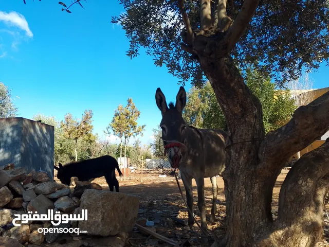 حمارة غنم للبيع اربد الصريح معاها جحش عمر شهر