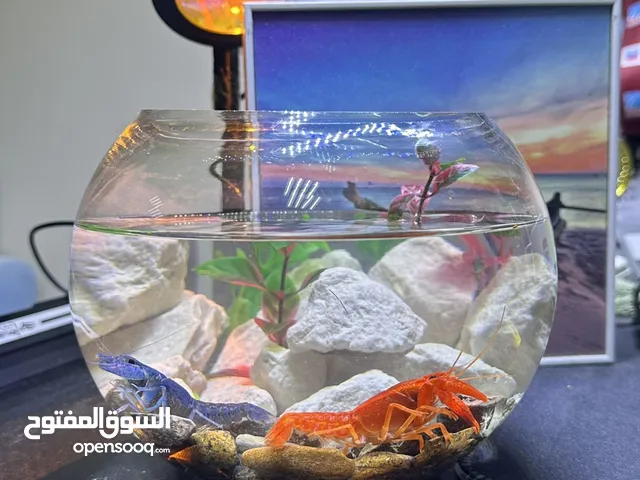 حوض اسماك ولوبستر مكسيكي قزم A complete Mexican dwarf lobster aquarium carefully designed