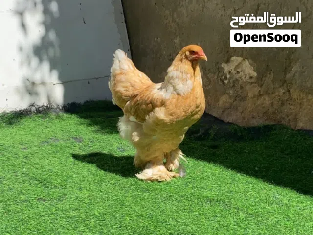 دجاجة براهما ليموني طوق ابيض منتجة العمر 8 شهور