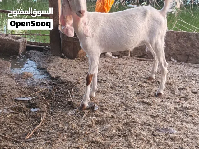 صخول العدد 3 فحل واحد ونثايه ثنين وراجين  راكبات ثنينهن