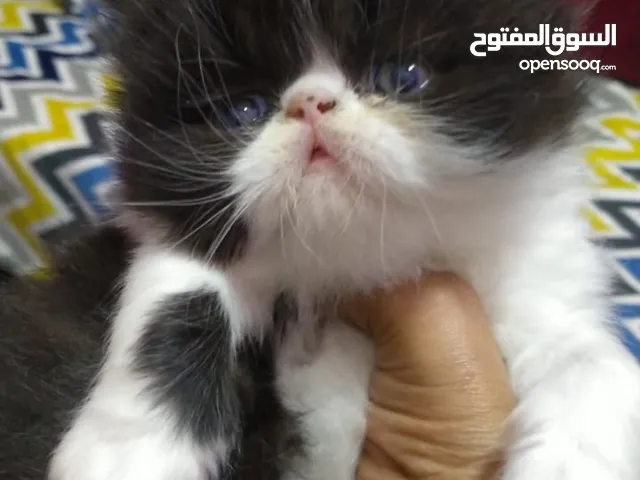 متاح قطط ولدين باندات بلاك وايت زرار أطراف قصيره وشعر غزيرر متعودين على أكل البيت