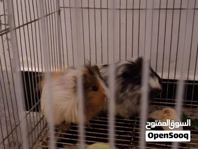 هامستر حيوان اليف للبيع