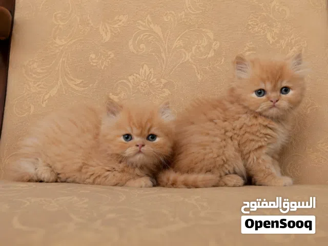 بيرشن بكي فيس ذكر عمر 57 يوم