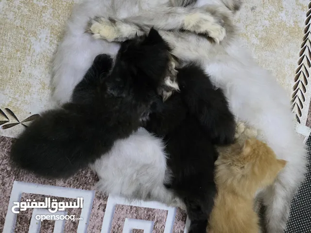Twin Female Scottish Cats – Long Hair, Healthy, Trained & Playful – عمرهم سنة، سكوتش لونج هير إناث ت