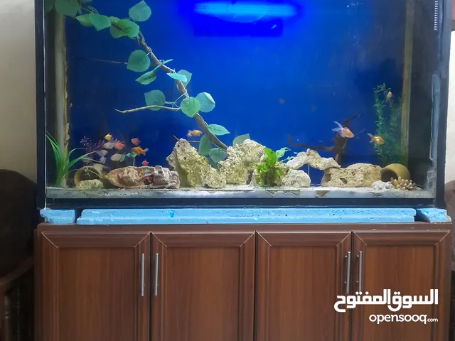 حوض سمك سيكوريت كبير للبيع