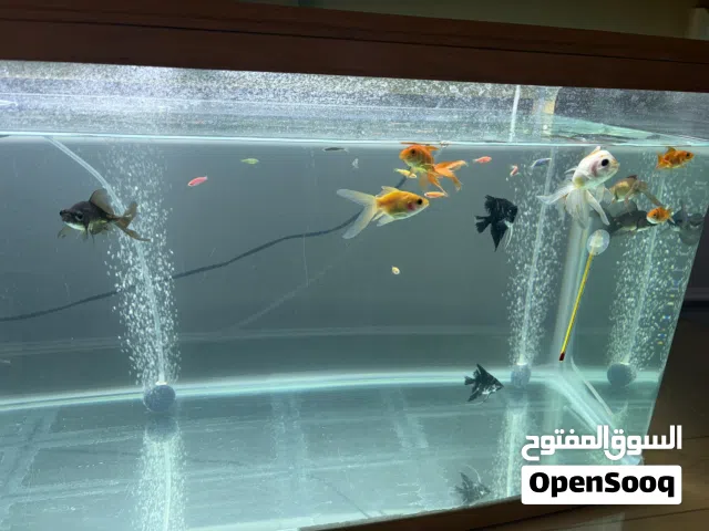 Fancy goldfish