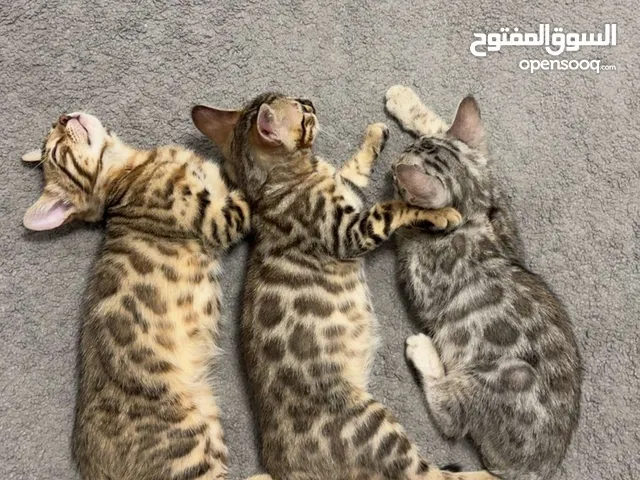 قطط بنقاليه  Bengal kitten