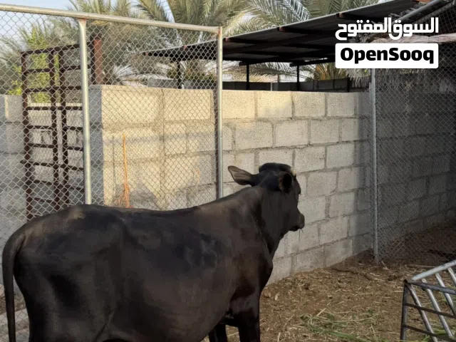 عجل  ظفاري