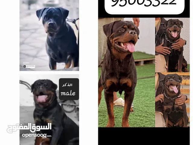 ذكر روت وايلر متدرب