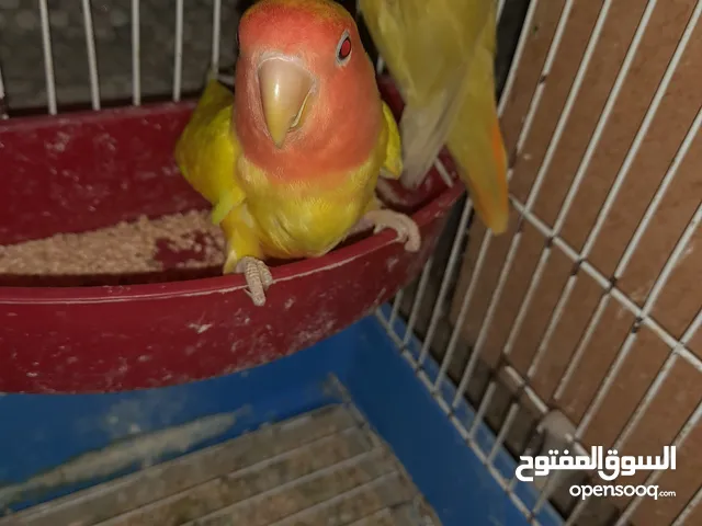 جوزين روز ومخلف بصلاه على سيدنا محمد