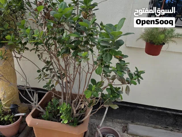 HEALTHY PLANT WITH POT