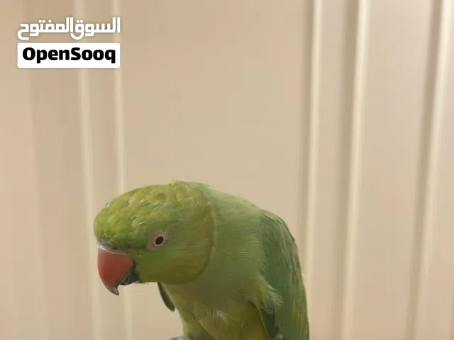 للبيع متوه خضراء