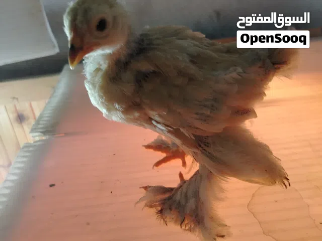 صوص براهما عمر شهر