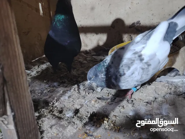 اقره الوصف