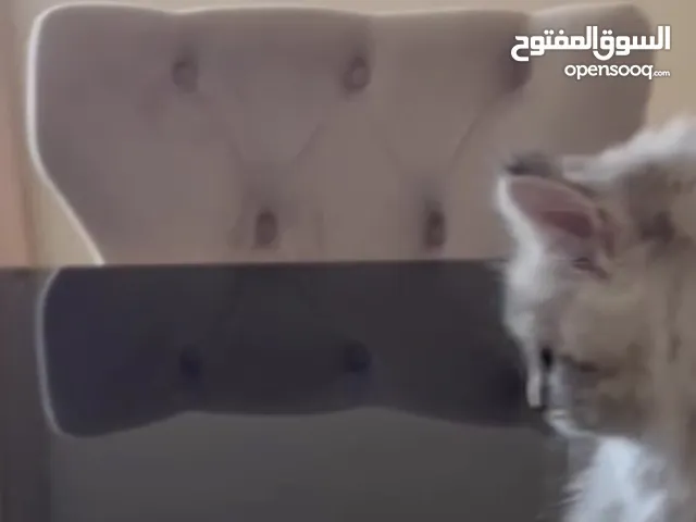 قطط شيرازي شهرين ونص