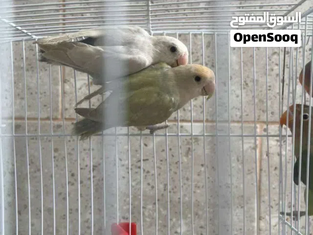 عصافير ...