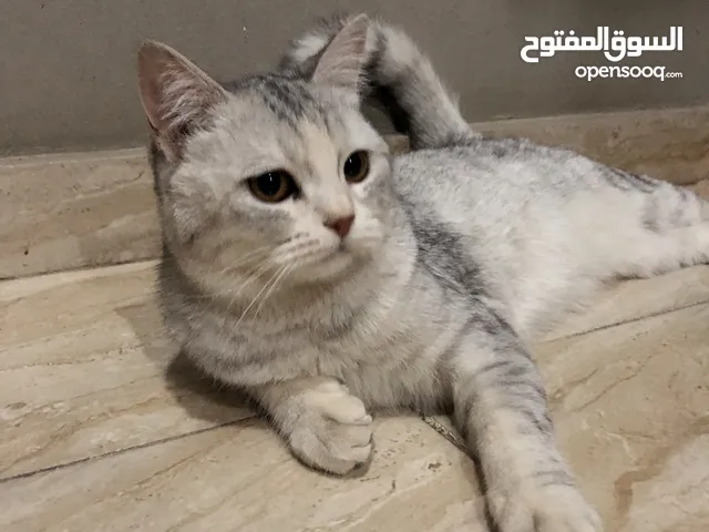 قط شيرازي مميز و هادىء