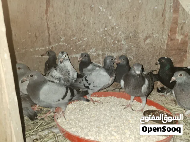 انتاج زاجل 23طرف