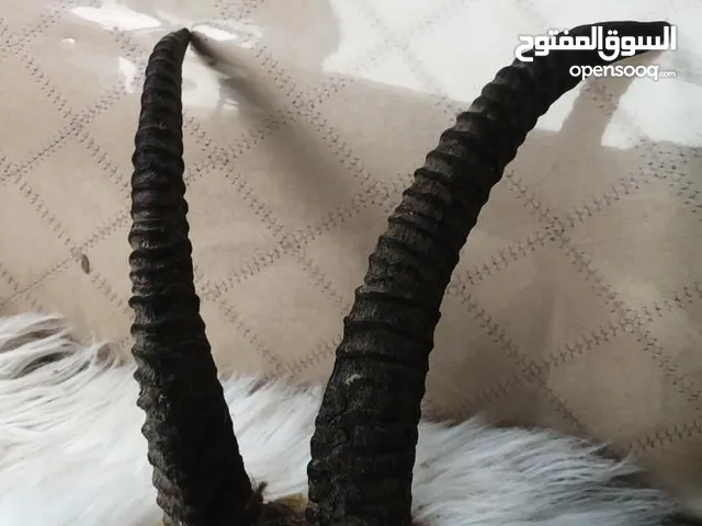 قرن عنز وعل
