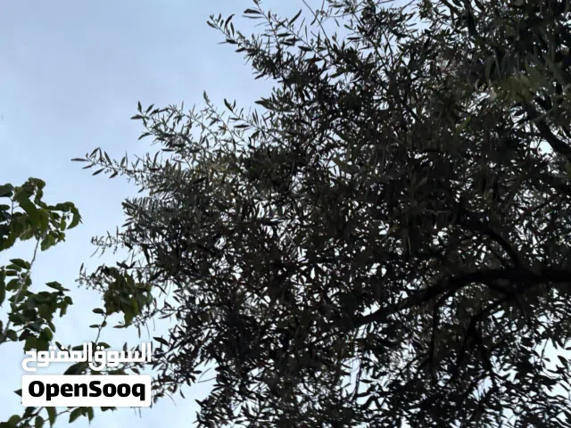 Farm Land for Sale in Salt Al Balqa'