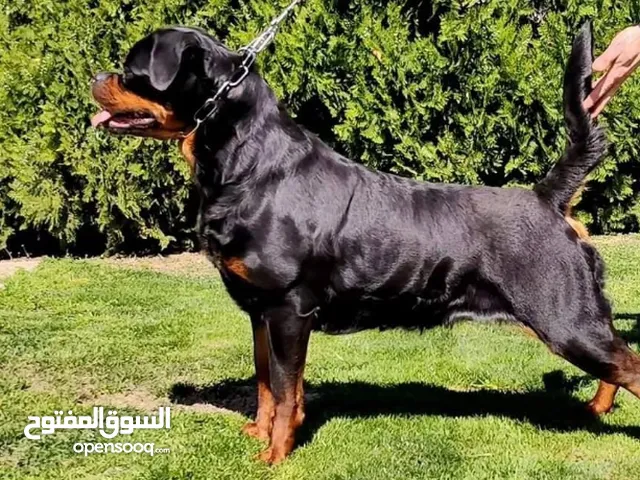 للبيع روت ويلر