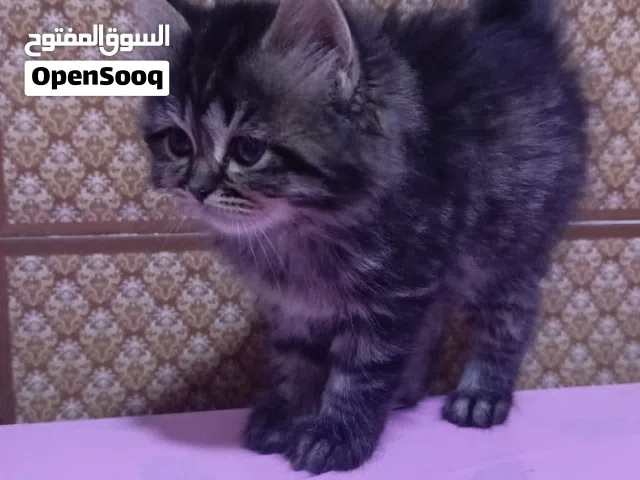 قطه للبيع لاعوبه وصحة جيده